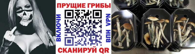 hydra   Стародуб  Псилоцибиновые грибы мухоморы 